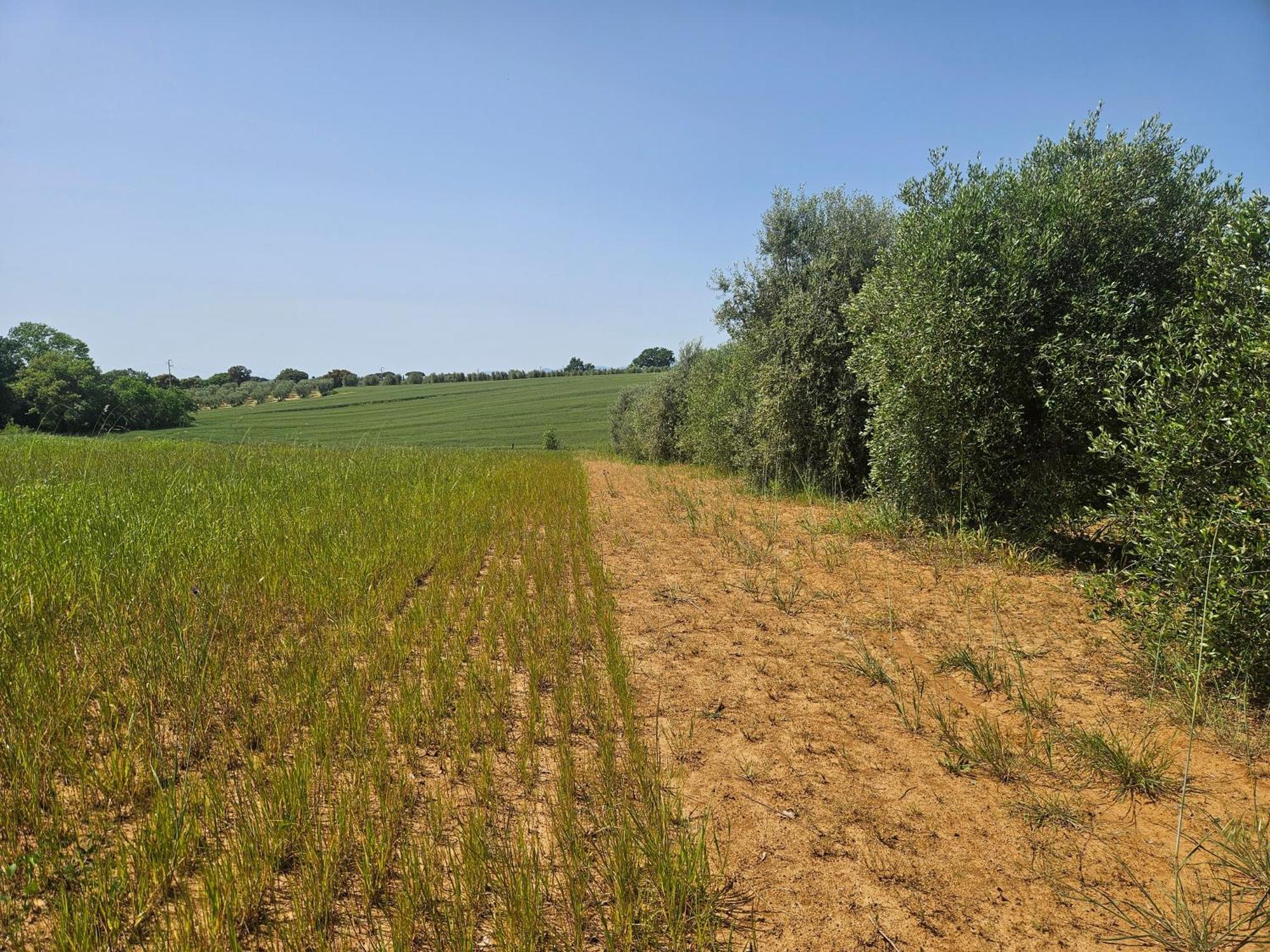 ריספשה Agriturismo Il Migliarino מראה חיצוני תמונה